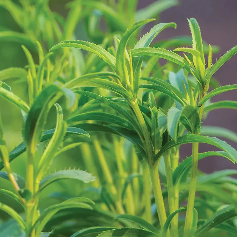Tarragon, Mexican - Image 2