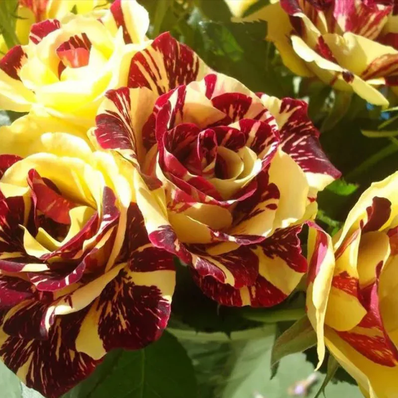 Tea Rose 'Dragon Tiger' Seeds - Image 3