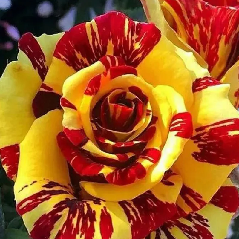 Tea Rose 'Dragon Tiger' Seeds - Image 4