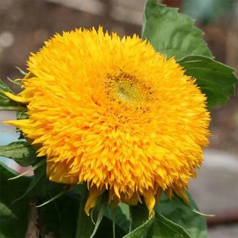 Teddy Bear Sunflower - Image 5