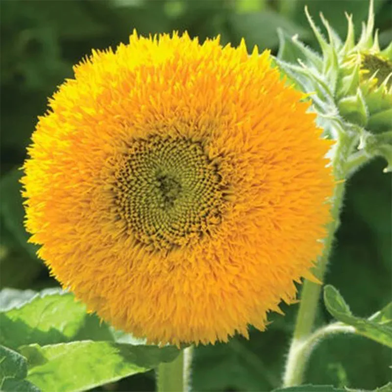 Teddy Bear Sunflower - Image 7