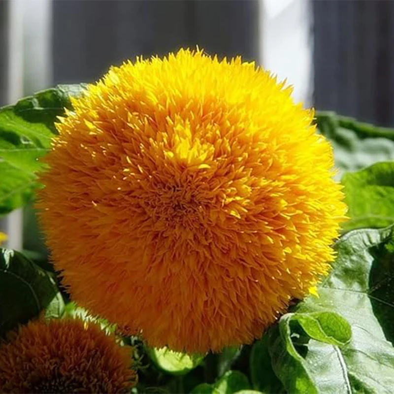 Teddy Bear Sunflower Seeds Exotic Garden Flower Sunflower Seeds for Planting Great for Hummingbirds and Butterflies - Image 3