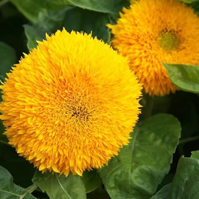 Teddy Bear Sunflower Seeds Exotic Garden Flower Sunflower Seeds for Planting Great for Hummingbirds and Butterflies - Image 4