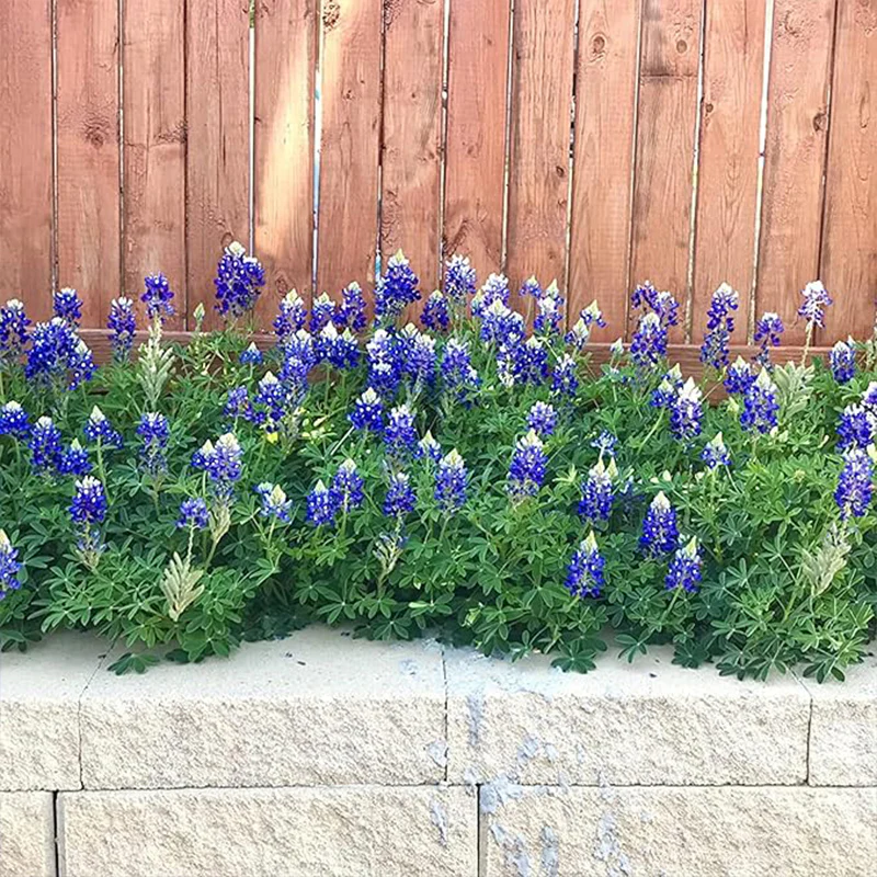 Texas Bluebonnet Wildflower Seeds - Image 4
