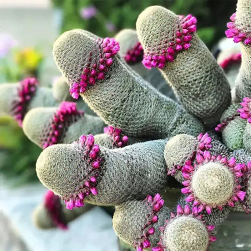 The Mammillaria Matudae Cactus Flower Plant Seeds - Image 3