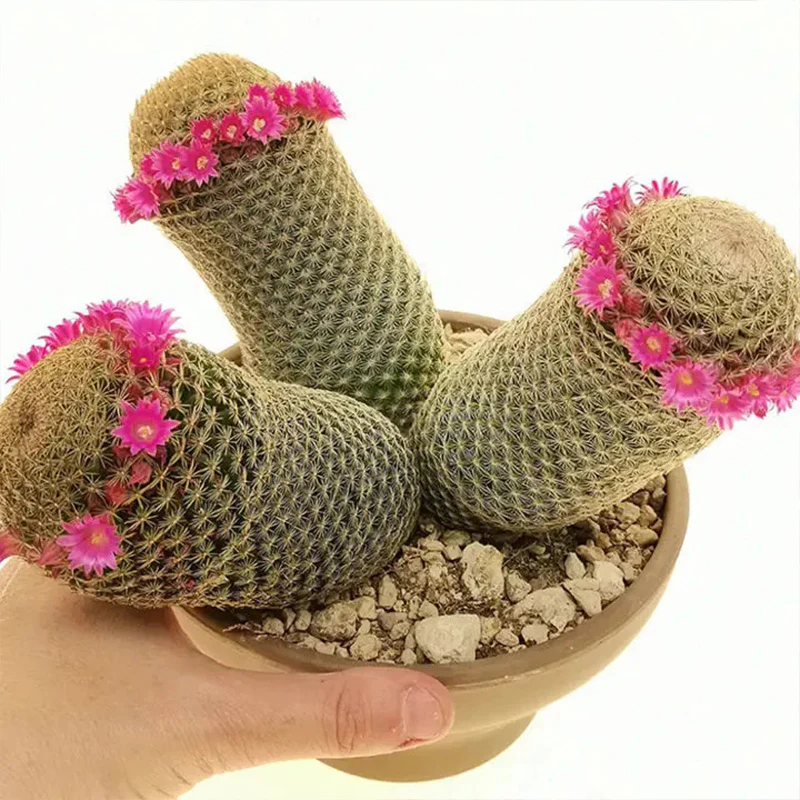 The Mammillaria Matudae Cactus Flower Plant Seeds - Image 4