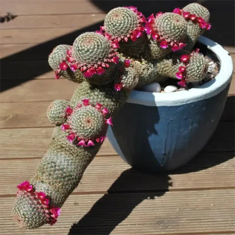 The Mammillaria Matudae Cactus Flower Plant Seeds - Image 5