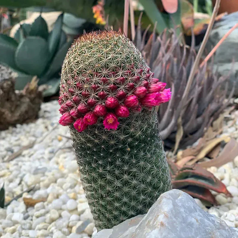 The Mammillaria Matudae Cactus Flower Plant Seeds - Image 7