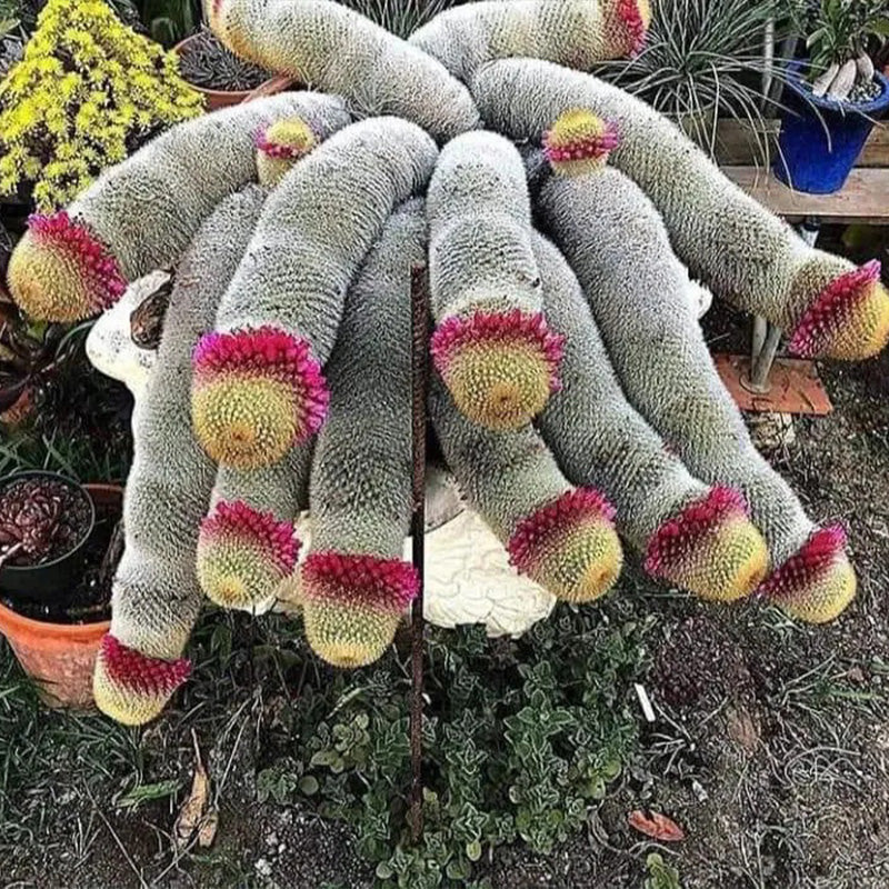 The Mammillaria Matudae Cactus Flower Plant Seeds - Image 8