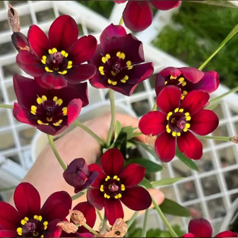 The Stunning Tricolor Wandflower Seeds Collection - Image 10