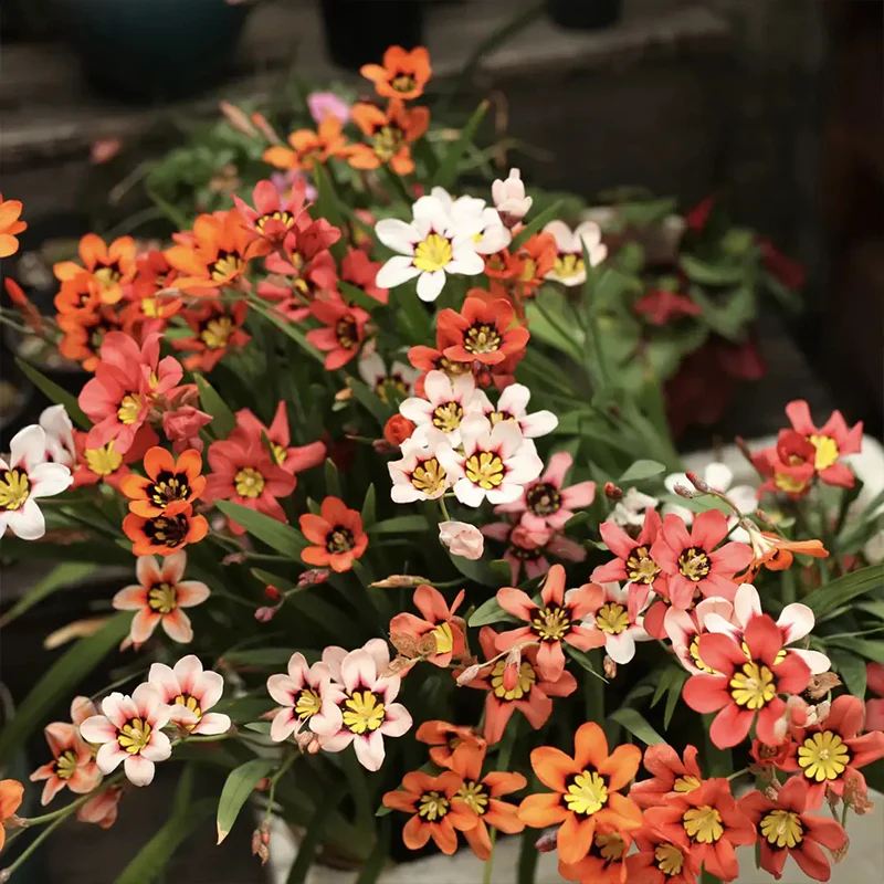 The Stunning Tricolor Wandflower Seeds Collection - Image 11