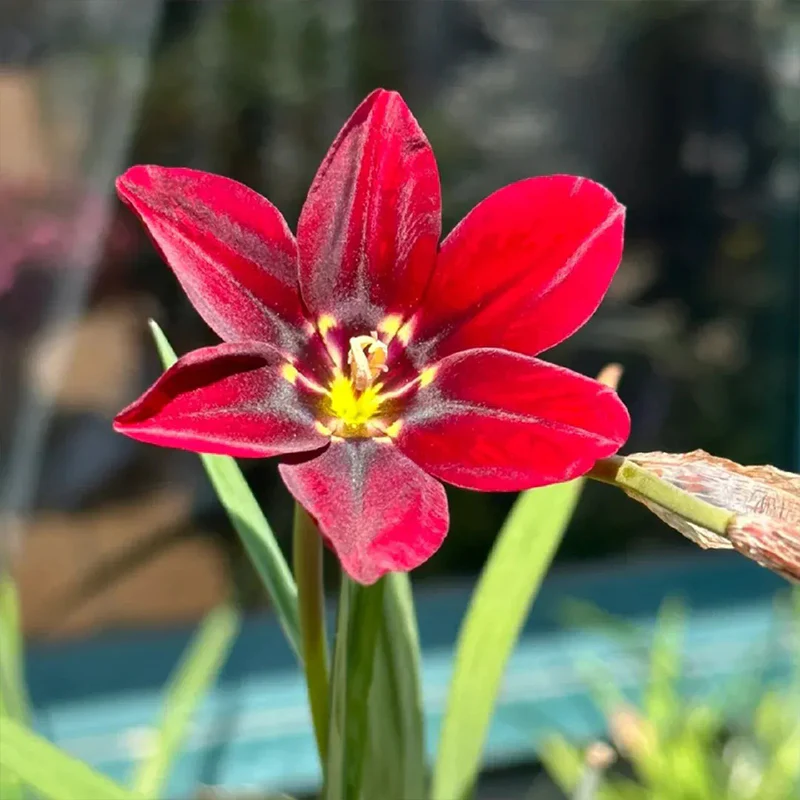 The Stunning Tricolor Wandflower Seeds Collection - Image 14