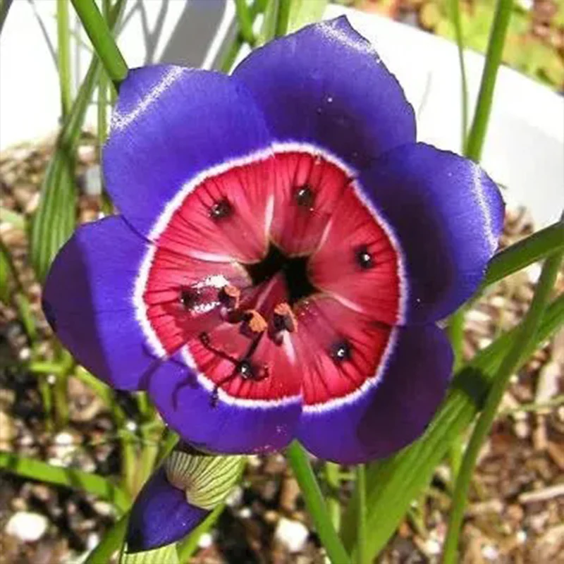 The Stunning Tricolor Wandflower Seeds Collection - Image 2