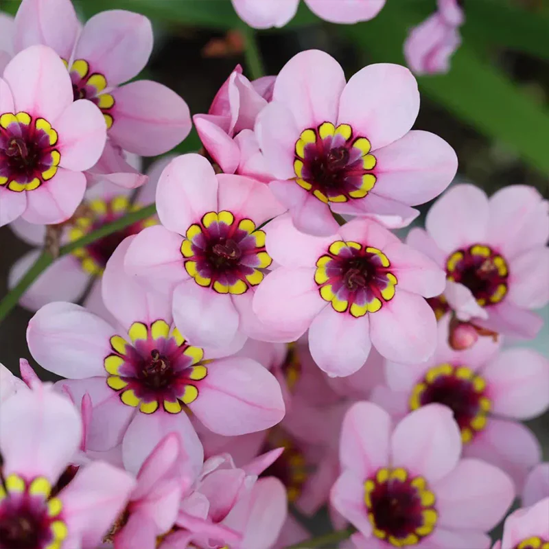 The Stunning Tricolor Wandflower Seeds Collection - Image 4