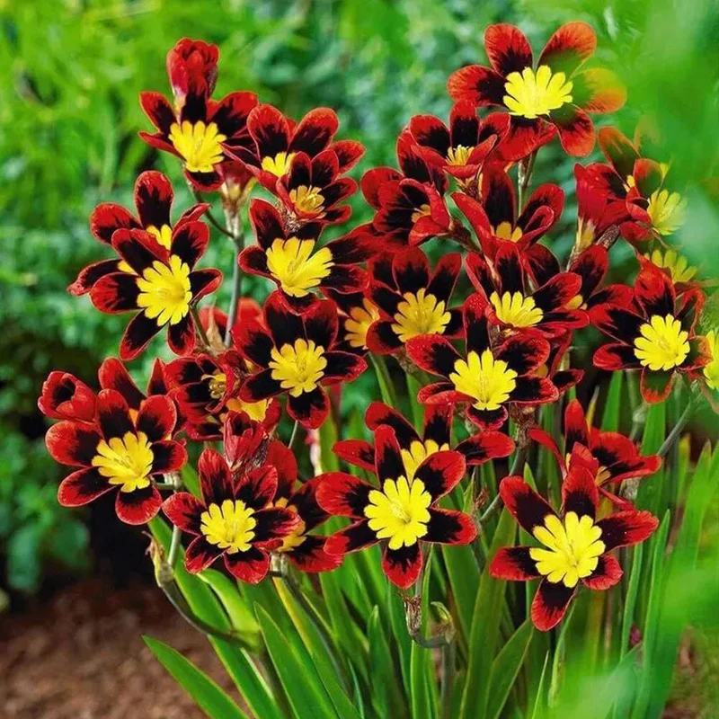 The Stunning Tricolor Wandflower Seeds Collection - Image 5