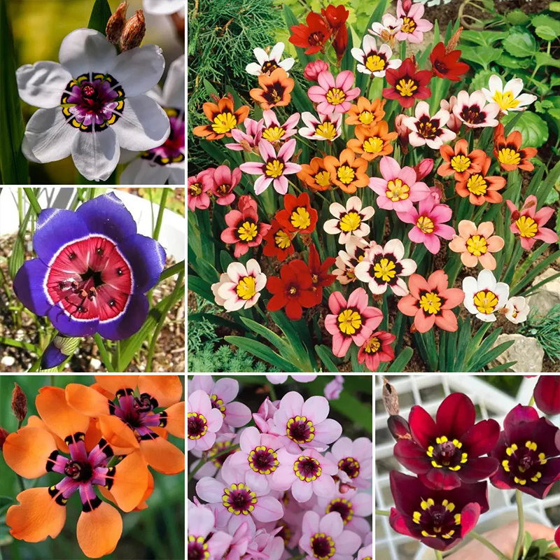 The Stunning Tricolor Wandflower Seeds Collection - Image 6