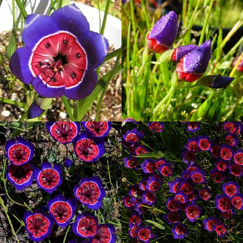The Stunning Tricolor Wandflower Seeds Collection - Image 7