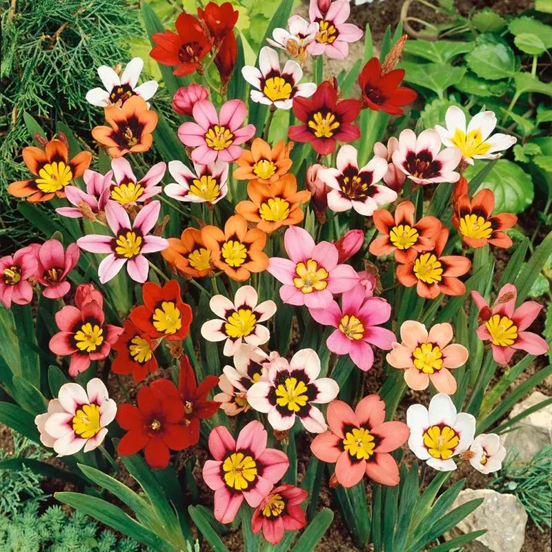 The Stunning Tricolor Wandflower Seeds Collection - Image 8