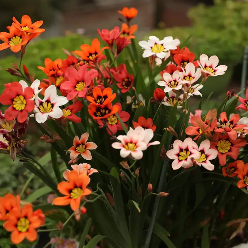 The Stunning Tricolor Wandflower Seeds Collection - Image 9