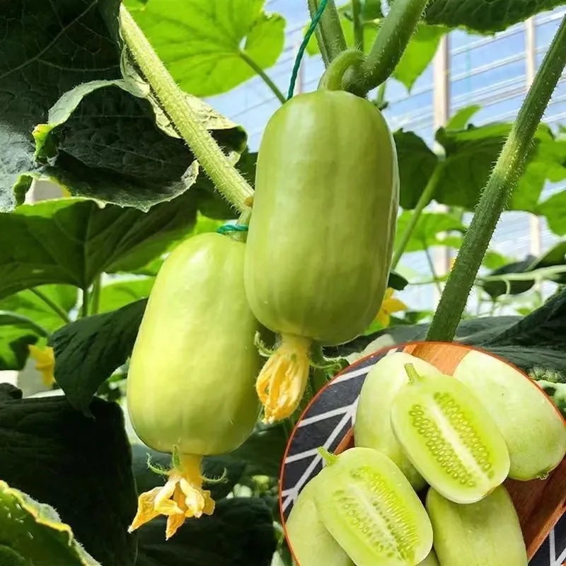Thumb Cucumber-Golden Boy Lady Cucumber - Image 3