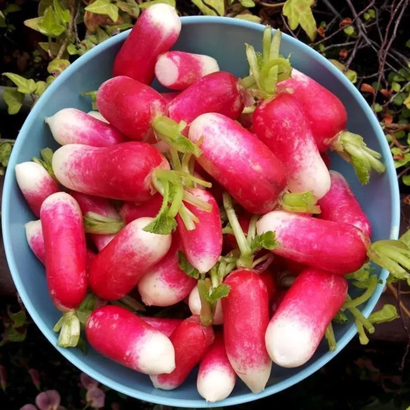 Thumb Fruit Radish Seeds - Image 6