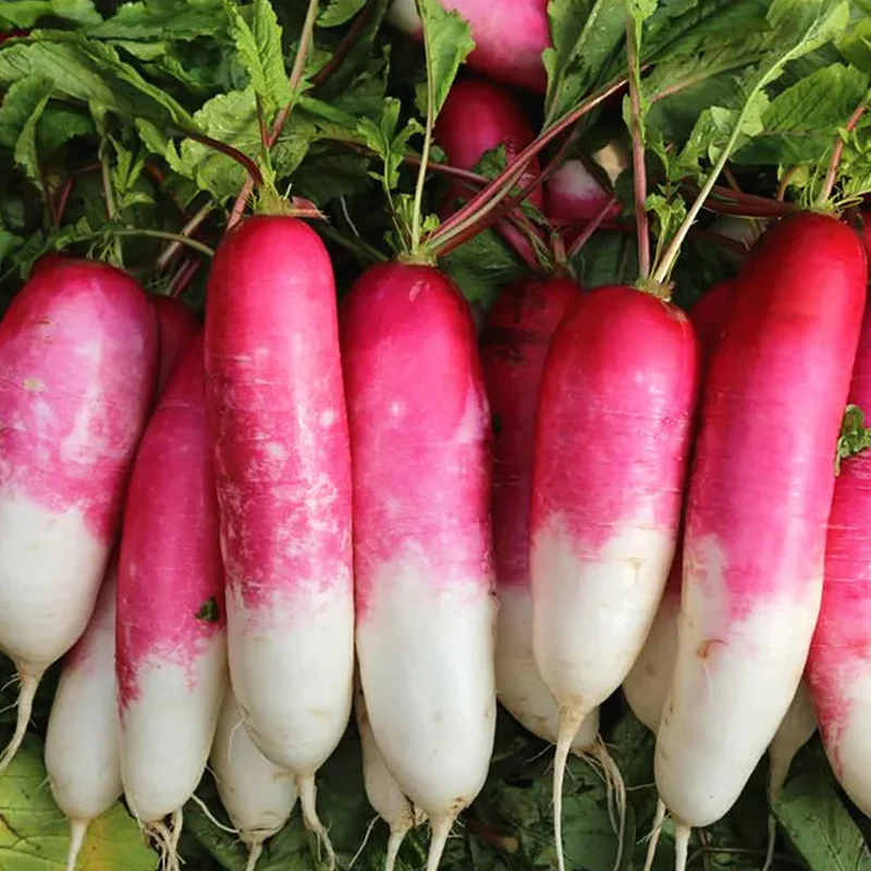 Thumb Fruit Radish Seeds - Image 8