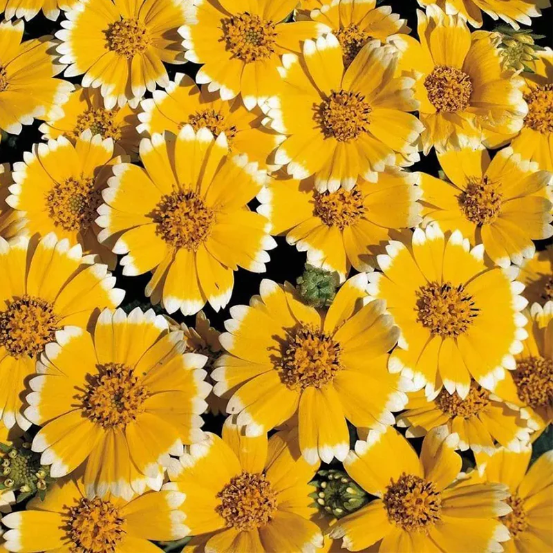 Tidy Tips (Layia Platyglossa) Seeds Great for butterfly and hummingbird gardens! - Image 2