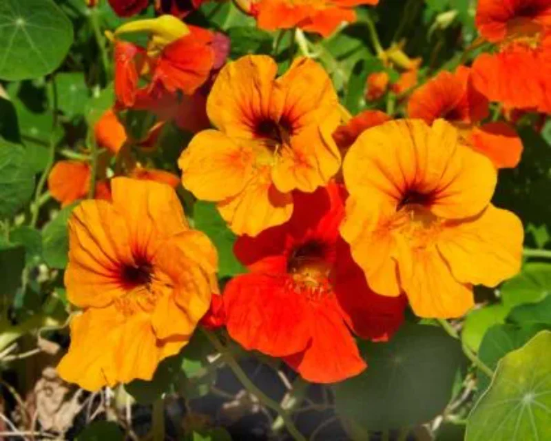 TROPAEOLUM MAJUS NANUM SINGLE MIX - Image 3