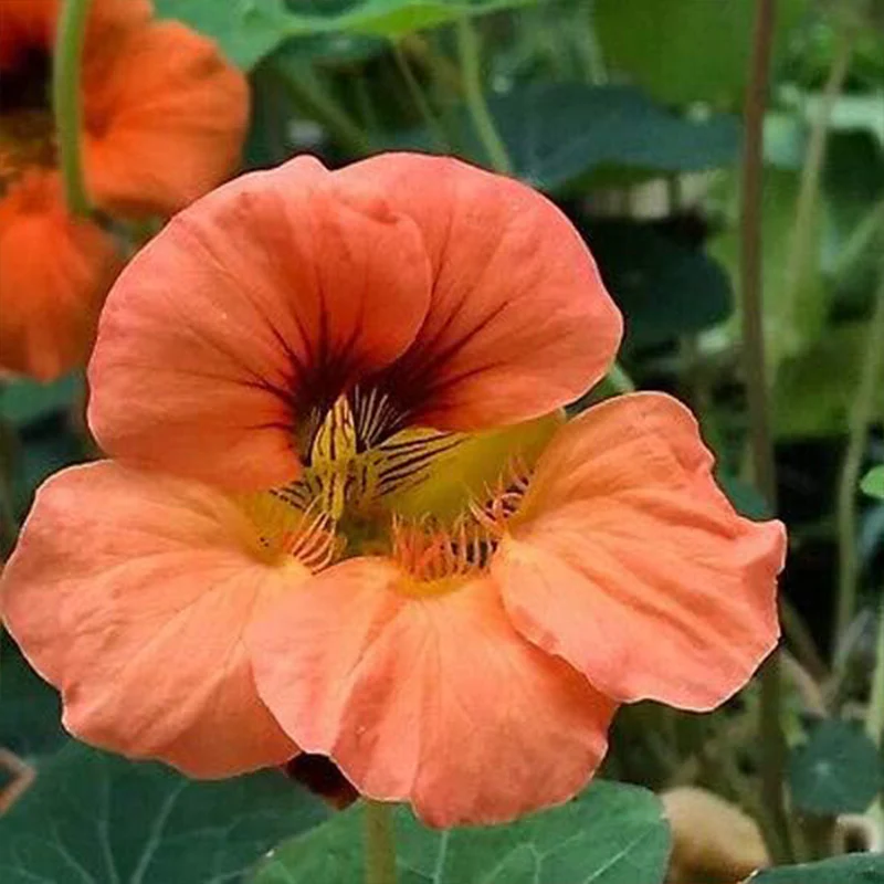 Tropaeolum Nasturtium Vesuvius Climbing, Vining, Flowering, Plants for Trellis, Fences, Arbors & More - Image 2
