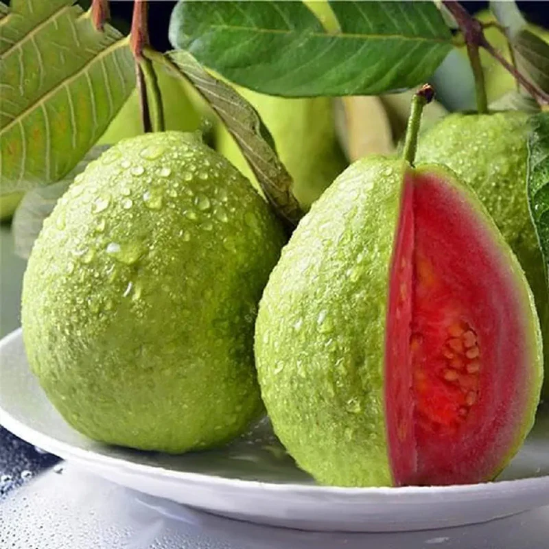 Tropical Strawberry Guava Organic Pink Guava Seeds - Image 8