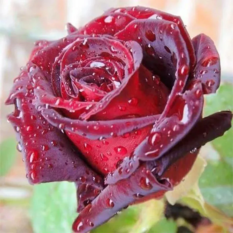 True Blood Black Rose Seeds - Image 2