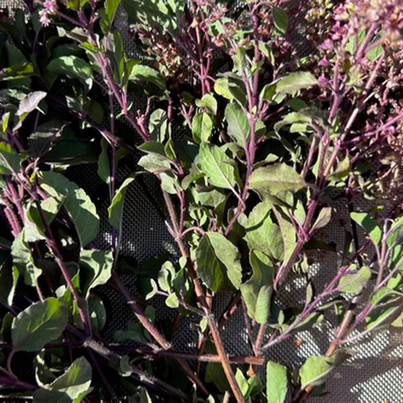 Tulsi / Holy Basil: Rama - Image 4