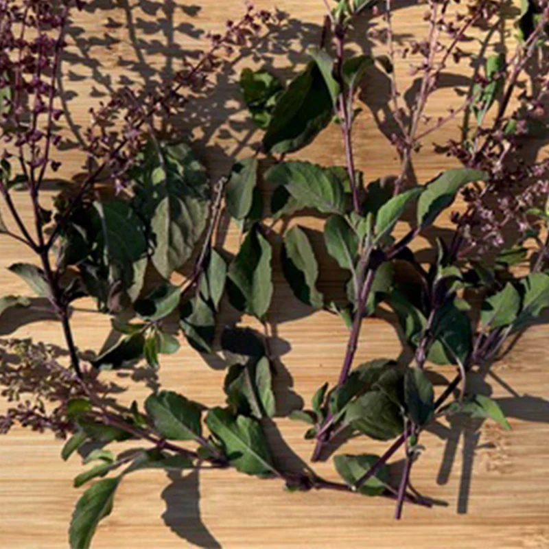 Tulsi / Holy Basil: Rama - Image 5
