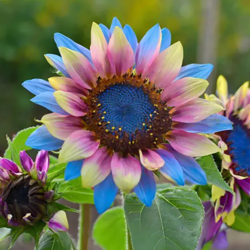 Twin-Blossom Blue Over Pink Sunflower Seeds - Image 3