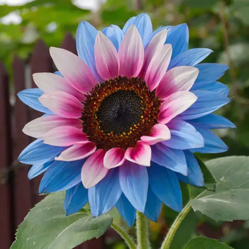 Twin-Blossom Blue Over Pink Sunflower Seeds - Image 4