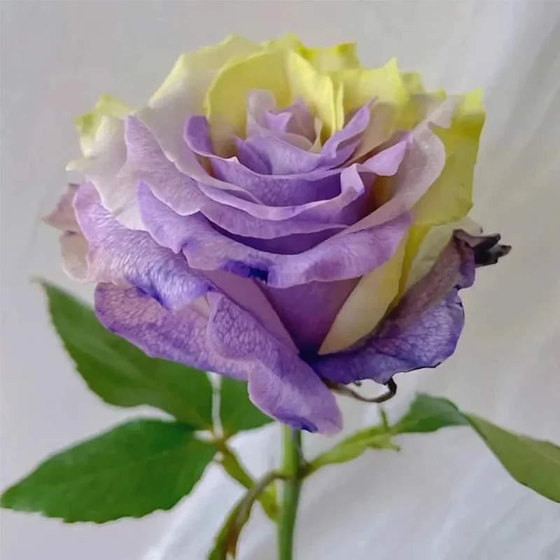 'Two-Color Glazed' Rose Seeds - Image 3