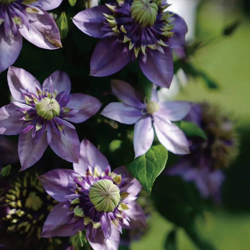 Clematis Taiga Seeds - Image 3