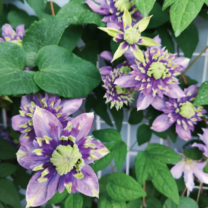 Clematis Taiga Seeds - Image 4