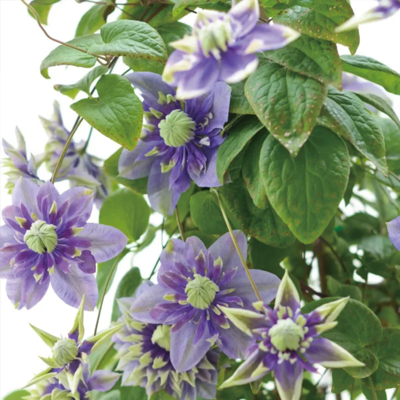 Clematis Taiga Seeds - Image 5