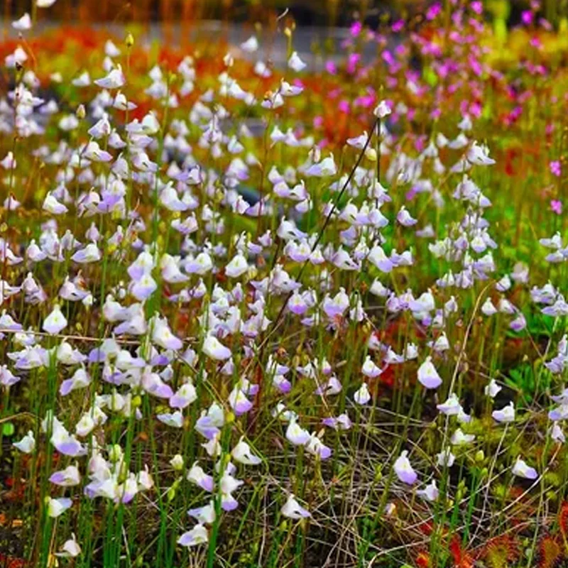 Utricularia sandersonii Seeds - Image 4