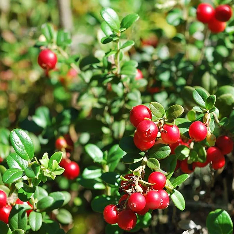 Vaccinium Macrocarpon Cranberry  Garden Fruit Plants - Image 2