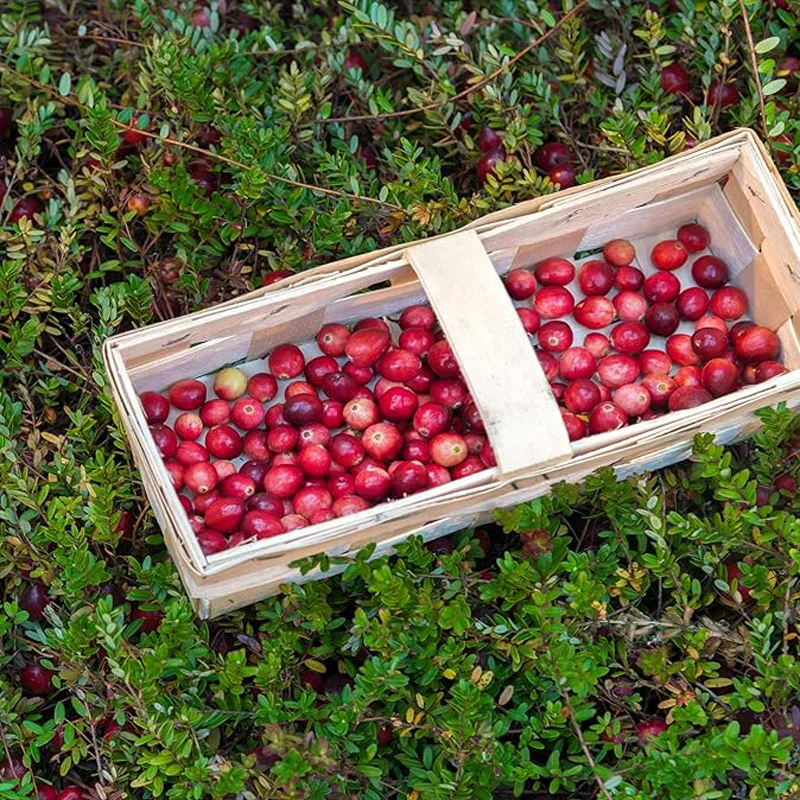 Vaccinium Macrocarpon Cranberry  Garden Fruit Plants - Image 3