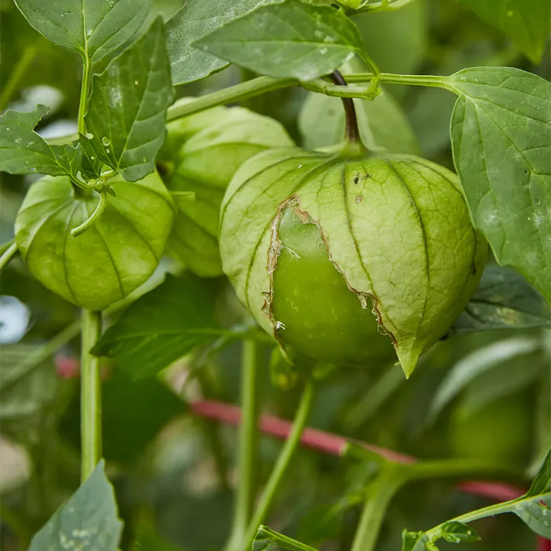 Vardaman is a bush-type variety with golden-yellow skin that darkens after digging. - Image 2