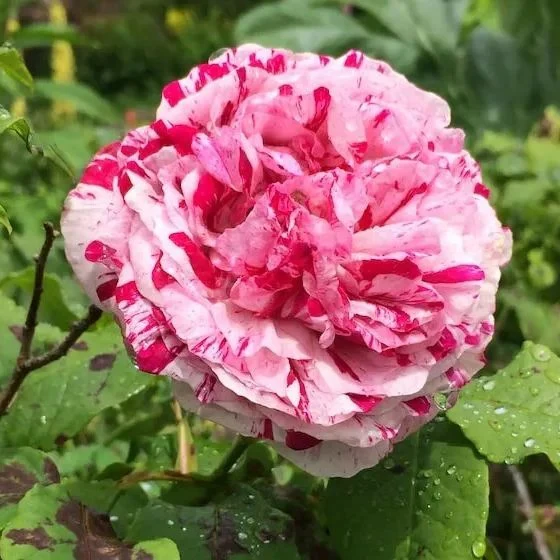 'Variegata di Bologna' Rose Seeds - Image 3
