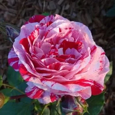 'Variegata di Bologna' Rose Seeds - Image 4