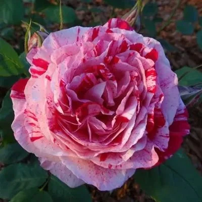 'Variegata di Bologna' Rose Seeds - Image 5