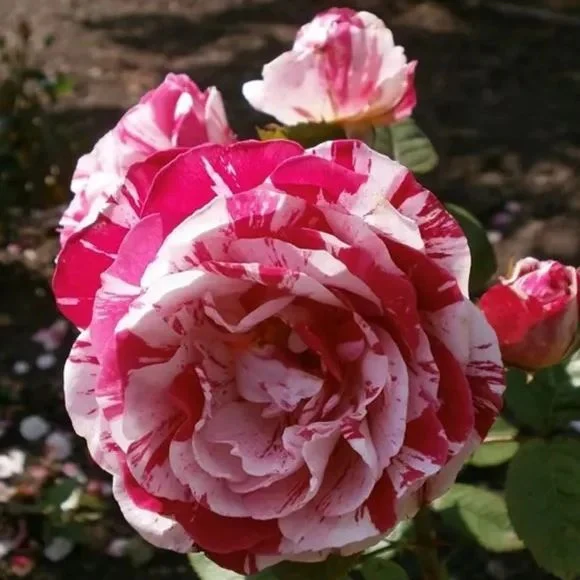 'Variegata di Bologna' Rose Seeds - Image 6