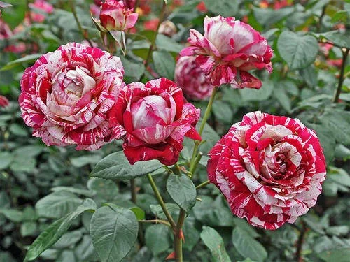 'Variegata di Bologna' Rose Seeds - Image 7
