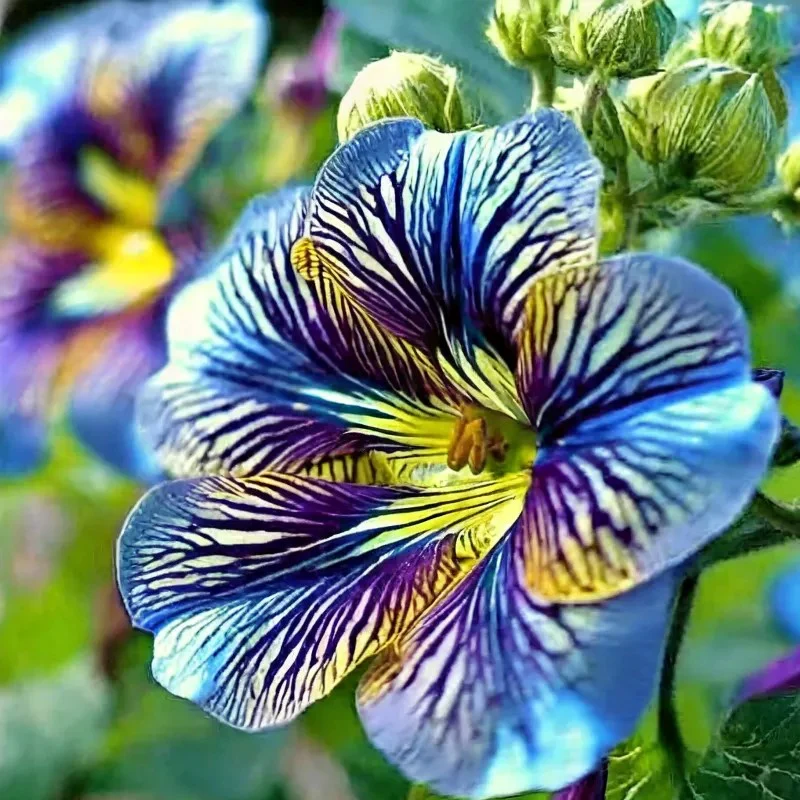Velvet Trumpet Flower Seeds-Blue - Image 2