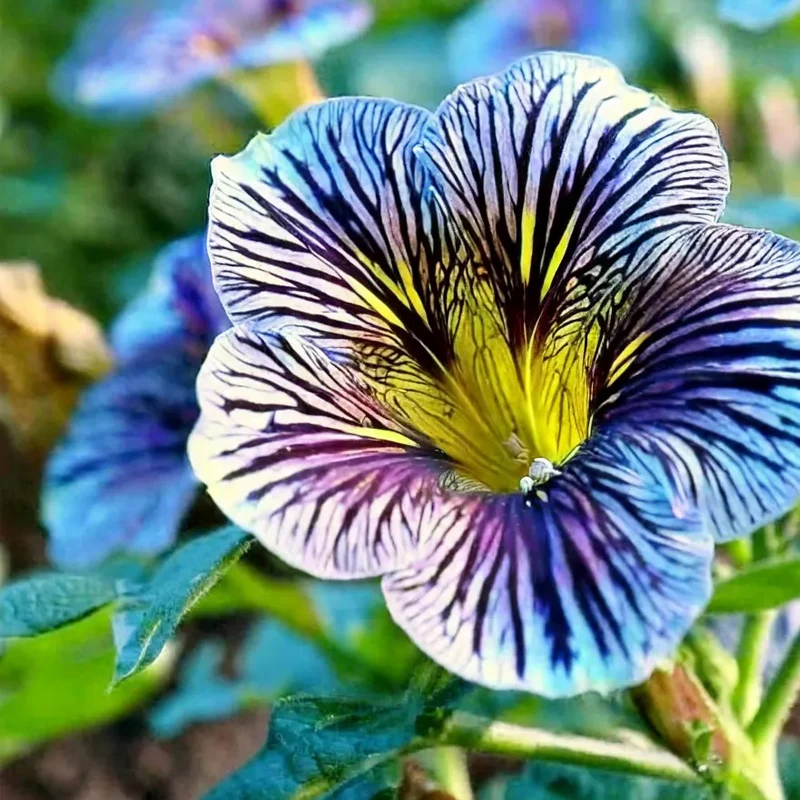 Velvet Trumpet Flower Seeds-Blue - Image 3